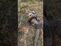 Python Snake vs Lizard Rescue #highlightseveryone #animalrescue #snakerescue #wildlife #python