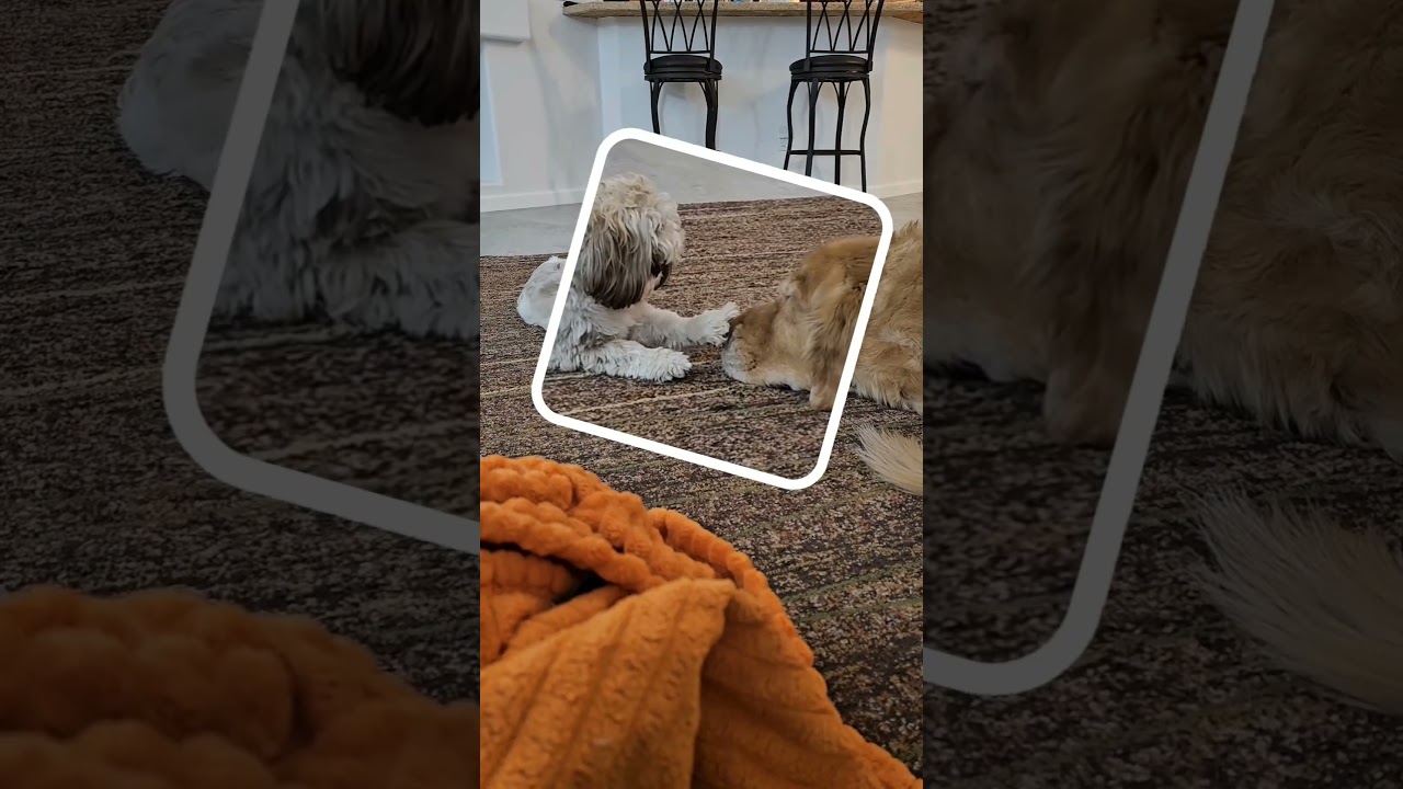 Marvin annoying his sister. 