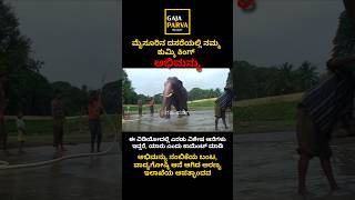ಮೈಸೂರಿನ ದಸರೆಯಲ್ಲಿ ಕುಮ್ಕಿ ಕಿಂಗ್ ಅಭಿಮನ್ಯು ❤️👑🐘 #abhimanyu #elephant #youtubeshorts #news #dasara