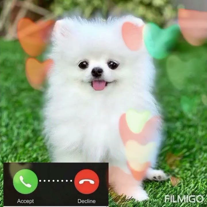 DOG Bark Ringtone - Ringtone for SMS, MMS, Notification on your mobile🔔❤🔔