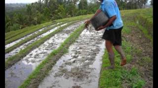System of Rice Intensification (SRI): Growing more with less