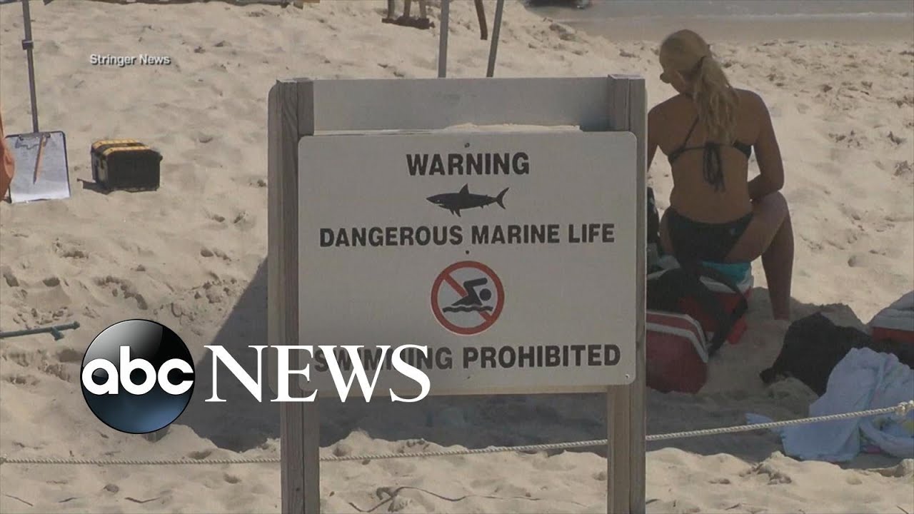 Could global warming be a cause for more shark encounters? l ABC News