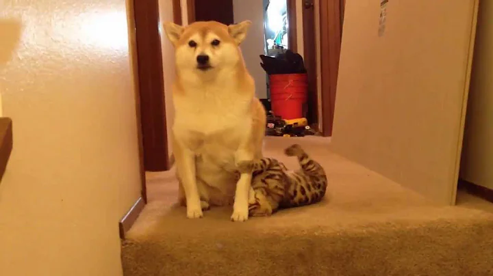 Video 10735381: bengal house cat, bengal cat playing, bengal attacks, dog bengal, cat old