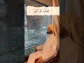 ان الله وملائكته يصلون على النبي هيثم الدخين