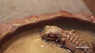 1 Day Old Silkback Bearded Dragon!