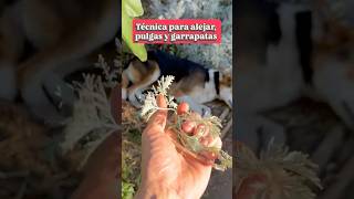 Natural Technique to Eliminate Ticks! 🪲🐾