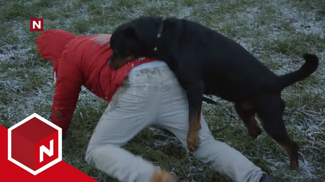 Ove Hoffs julegavetips: Hund | Asbjørns julekalender | discovery+ Norge