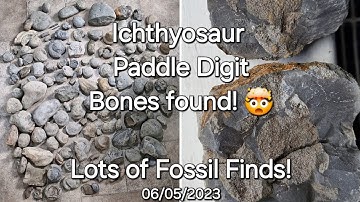 Rare Marine Reptile Bone Fossils Found! Icthyosaur Paddle Digits & Ammonites! Jake