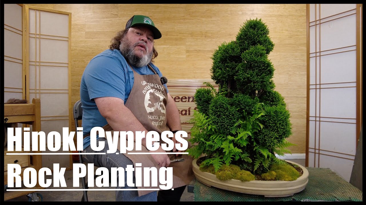 Hinoki Cypress Rock Planting - Greenwood Bonsai