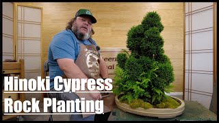 Hinoki Cypress Rock Planting - Greenwood Bonsai