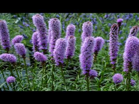 Video: Liatris - Fioritura Dall'alto Verso Il Basso