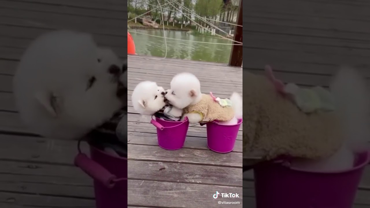 Zwei Hunde küssen sich YouTube