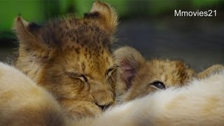 赤ちゃんライオンの授乳と鳴き声(釧路市動物園)~Lion Babies Crying