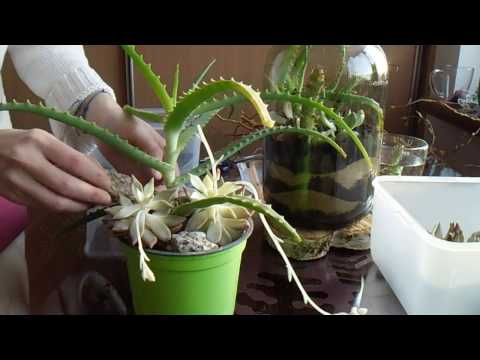 Jak nauczyć się posadzić Aloes w doniczce?DIY