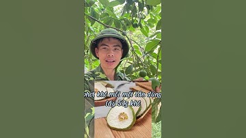 Bưởi non sao vàng hạ thổ trị gan nhiễm mỡ, máu nhiễm mỡ, thừa cân béo phì