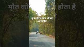 Survived Or Eaten By Tiger?