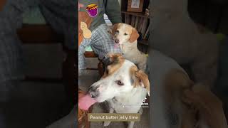 Peanut butter jelly time with cute dogs Steve and Harley❤️