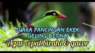 suara pancingan ekek keling betina agar cepat gacor