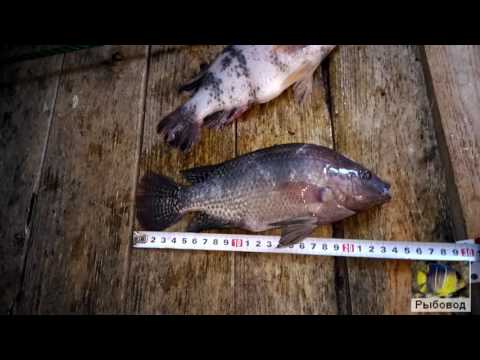 Wideo: Ryba Tilapia - Profil żywienia, Korzyści I Przepisy
