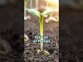 Microgreens in Nallagandla - Swastha Microgreens