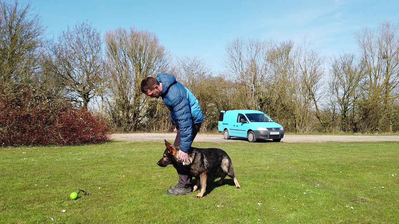German Shepherd loves his ball . IGP back transport training