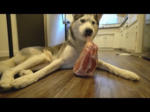 husky-vs-5-pound-raw-beef-steak!-(asmr)