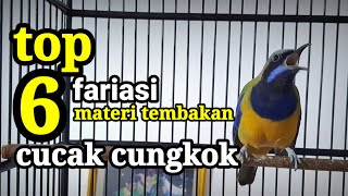 cucak cungkok gacor suara berfariasi !! bagus untuk masteran