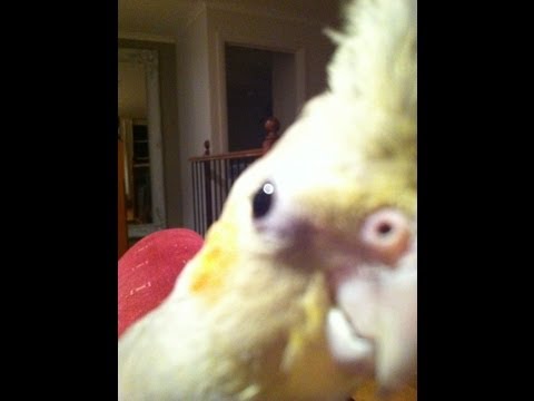 Bird singing dubstep! (ORIGINAL)