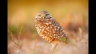 owl acrylic painting easy beginners step tutorial techniques