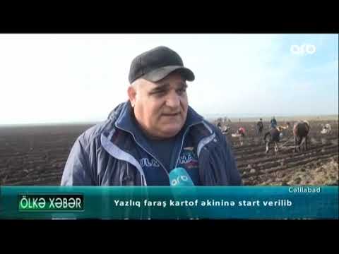 Video: Kartof üzümünü kəsə bilərsinizmi?