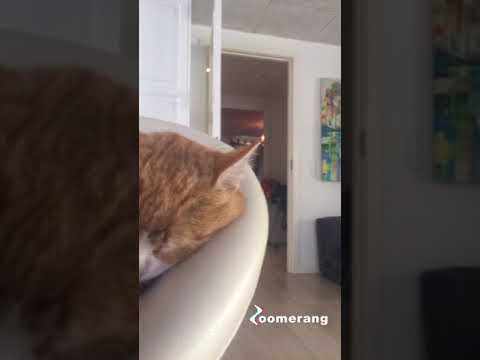 Video: Beslaglæggelse Hos Katte Epilepsi Hos Katte - Tegn På Kramper