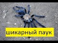 Cyriopagopus hati hati краткое описание !!!