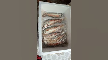 Cá thác lát rút xương 250k ai từng ăn cá thác lát rồi thì biết nó ngon thế nào