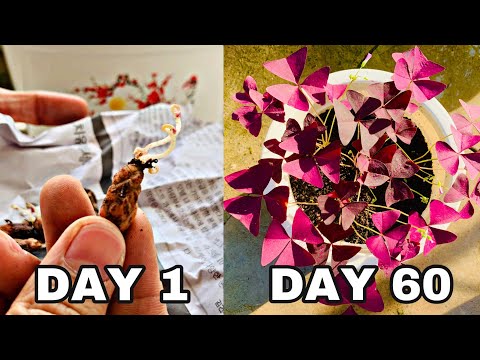 Video: Fialový Oxalis (35 Fotografií): Domácí Péče A Pravidla Pro Reprodukci Trojúhelníkových Oxalis. Co Když Listy Usychají?