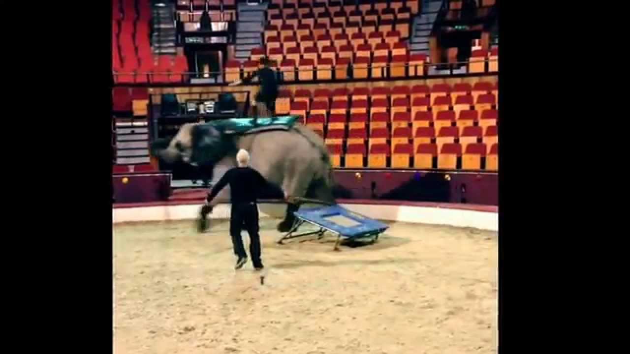 Front flip on elefant