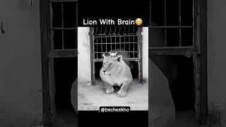 Oh My God😰Wait For End😳Cleverest Lion Ever😳🥹 #viral #animals #lion #reels #shortsviral #usa