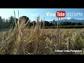 Suara Burung Alam Pedesaan Di Pagi Hari Untuk Segarkan Pikiran Nature Sound Birdsongs Mp3 - Mp4 Download