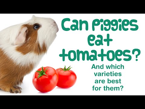 Can GUINEA PIGS Eat TOMATOES? | What About Tomato LEAVES & SEEDS?