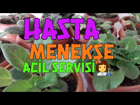 Video: Menekşe Nasıl Nakledilir? Evde Oda Menekşelerinin Adım Adım Nakli? Aralık Ayında Nakli Mümkün Mü? Çiçekli Saintpaulia'yı Başka Bir Tencereye Nakledebilir Misiniz?