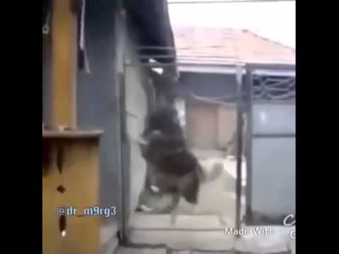 Hund springt über Zaun - YouTube