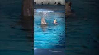 Girl Practicing with a Dolphin for a Show in an Aquarium