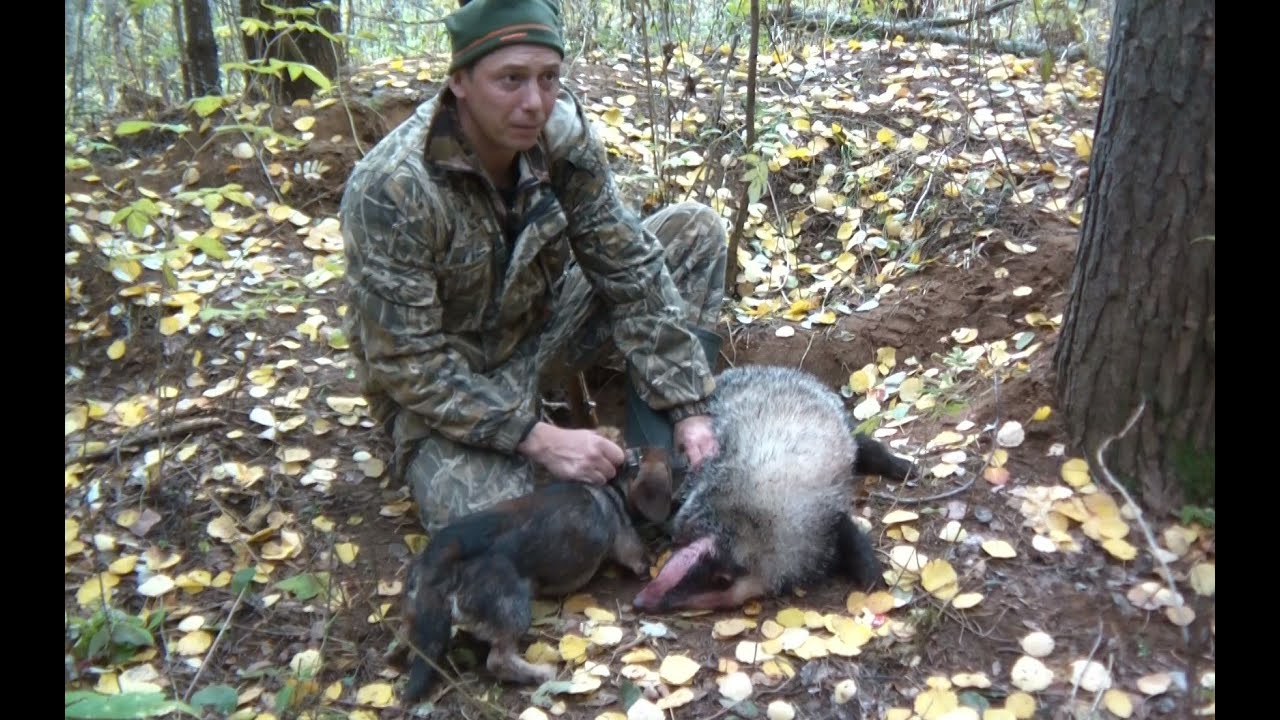 собака охотник на барсуков. норные собаки на барсука. охота на барсука с норными собаками. охотничьи собаки для норной охоты такса. охота на барсука с норными собаками.