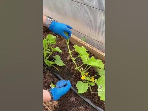 #семена #сад #дача #семенаалтая - YouTube
