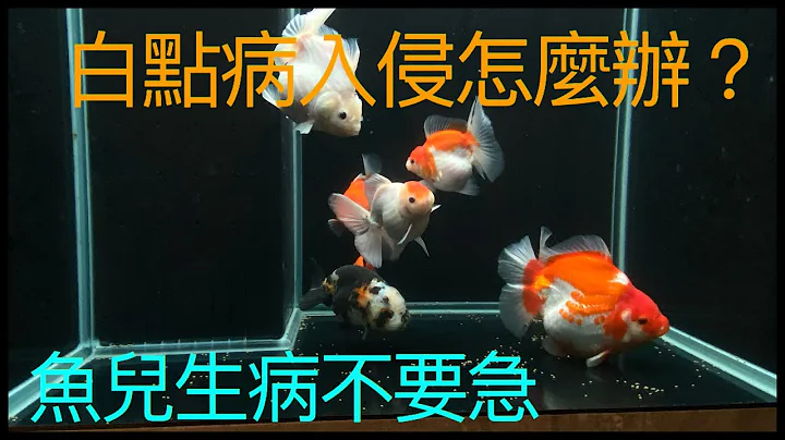 ‘金鱼系列’白点虫入侵鱼缸该怎么办？为什么会有白点虫出现,除了鱼缸出现温差状况,也有可能是跟着新进的鱼只进来,买新鱼切记要注意是否有这些问题,这边分享缓和的处理方式,但如果状况严重可以怎么做～～～ - 天天要闻