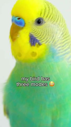 My bird got 3 modes...