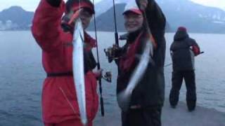 10年 若狭湾サゴシ サワラ ワインド Youtube