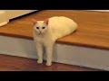 Funny cats guaranteed to make you laugh  funny cat compilation