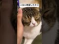 おやつがもらえなくて人生に絶望した猫😹#shorts