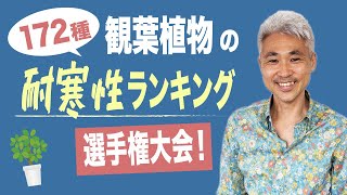 172種！観葉植物の耐寒性ランキング選手権大会！