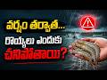 Why Shrimp Die After Rain? | Monsoon Shrimp Farming Management Tips | Aquaculture Guide 2026